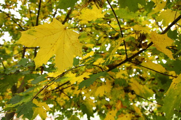 Yellow green maple leaves on maple tree branches bottom up view at Early autumn day, texture for background 