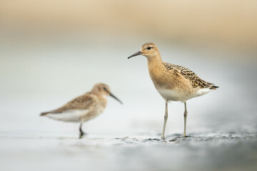 Ruff and dunlin, shorebird size comparision on the beach