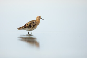Ruff in the water. Shorebird