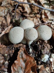 mushrooms in the forest