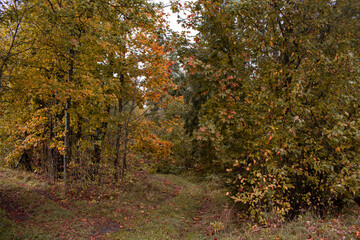 Autumn season is here, picture off trees in autumn. Shooting date - 10/11/2020. Location - Limbazi, Limbazu novads, Latvia.