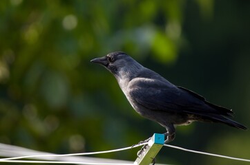 Corvus monedula, The jackdaw looks around for what it would eat
