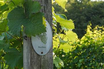 Vine plants with a 