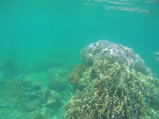 Coral