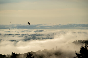 Frühnebel in der Toskana, Vogel