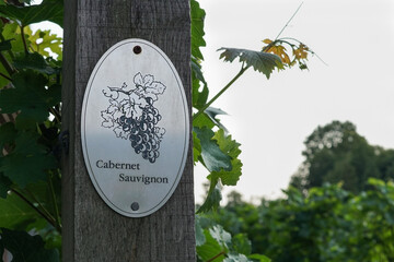Vine plants with a "Cabernet Sauvignon" sign on a vineyard in Radebeul. "Cabernet Sauvignon" is a red grape variety.