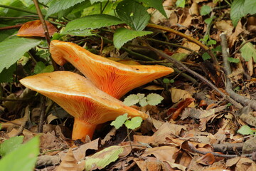 Two orange Lactarius mushrooms growing among fallen leaves in forest undergrowth. Natural autumn setting with visible gills and woodland vegetation © Maciej Bonk