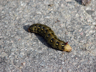 Big caterpillar on the road