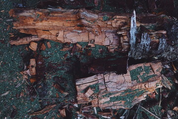 birchground. bark texture. tree bark.  sunny ady in the forest