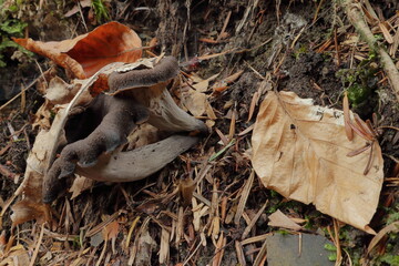 Horn of plenty mushroom (Craterellus cornucopioides) growing among leaf litter and forest floor debris. Subtle but valuable edible fungus in its natural habitat