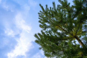 Part green pine obscures the blue sky with white clouds