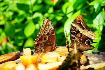 Fairchild tropical botanic garden in Miami, FL, USA	