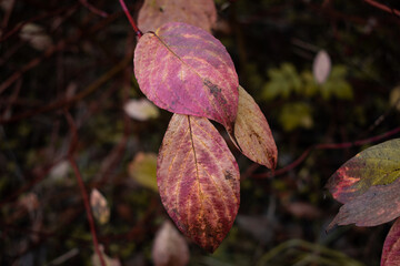 Autumn season is here, picture off leaves in autumn. Shooting date - 10/11/2020. Location - Limbazi, Limbazu novads, Latvia.