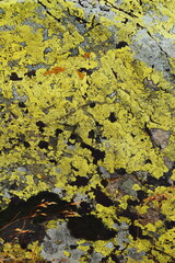 moss and stone texture. rocks. mountainside