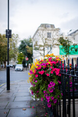 Colorful Flowers on the Sidewalk with a Blurry Street as Background