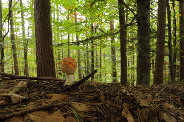 Muchomor czerwony © Maciej Bonk