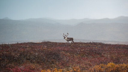 Alaska caribou walks along snowy ridgeline