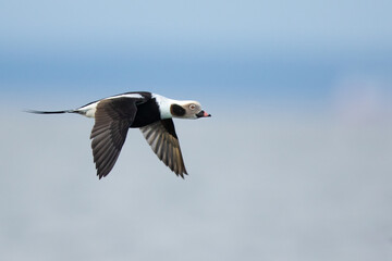 long-tailed duck in flight over the  Baltic sea