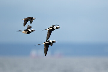 long-tailed duck group in flight over the  Baltic sea
