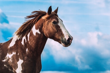 Pinto criollo gelding against a dark sky with clouds
