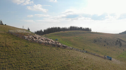 Rural sheep farm. Flock of sheep in the sheepfold. Endless green hills. Coniferous forest on the horizon.