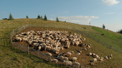 Cute sheeps are chewing juicy grass in mountains. Big pasture fenced with wooden hedge.