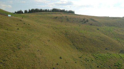 Obraz premium Gentle slope of green hill in mountains. Coniferous forest on the horizon. Amazing green glades.