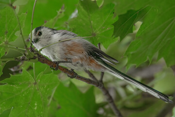 Schwanzmeise im Baum