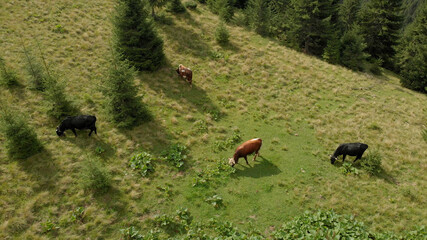 Mountain landscape with cows. Domestic beasts are chewing green grass on the summer meadow.