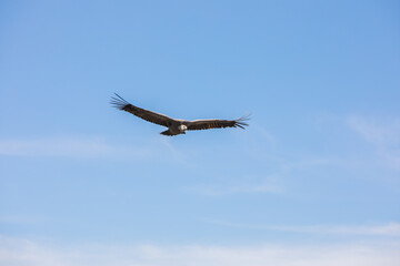 Vulture in flight