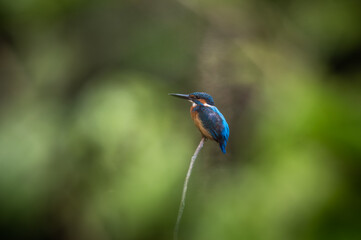 Fototapeta premium common kingfisher