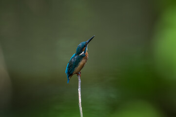 common kingfisher