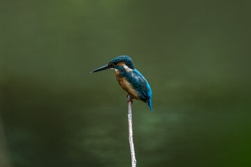 common kingfisher