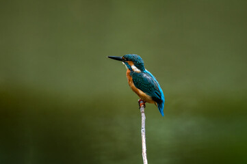 common kingfisher