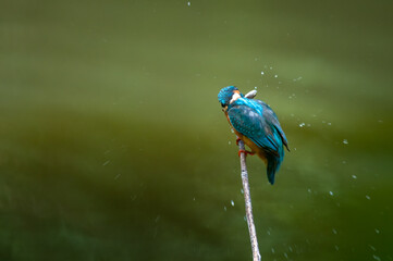 common kingfisher