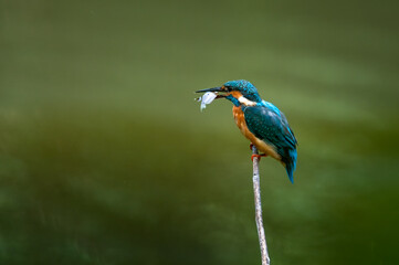common kingfisher