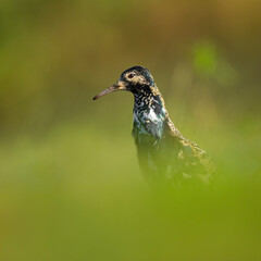 Obraz premium Ruff in Biebrza national park in Poland