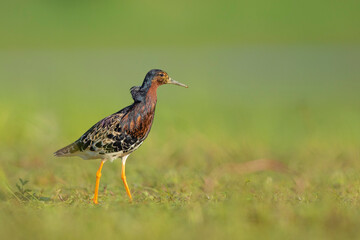 Ruff in Biebrza National park in Poland