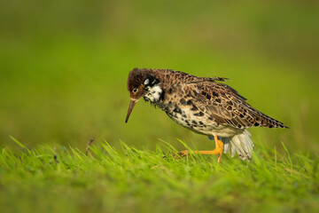 Leaking ruff in Biebrza National park in Poland
