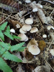 mushrooms in the forest
