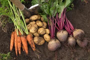 Poster Autumn harvest of organic vegetables on soil in garden. Freshly harvested carrot, beetroot and potatoes, farming  © Viktor Iden