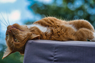 cat sleeping on the back and playing , photo made on 9 september 2020 in Weert the Netherlands