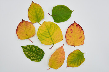 foglie autunno composizione 