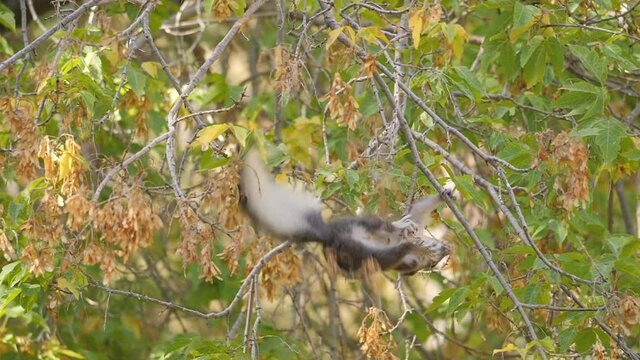 Abert's Squirrel Hangs Upside Down and Falls from a Tree Slow Motion