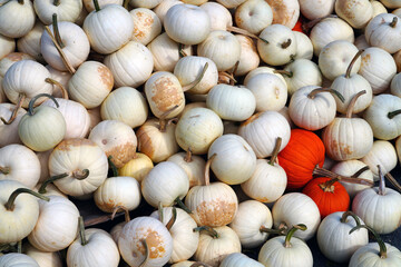 White and orange decorative pumpkins in the fall