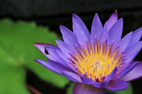 Close up photo of purple lotus flower.