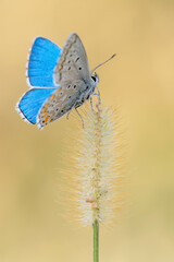 Beautiful portrait of Common Blue butterfly (polyommatus icarus)