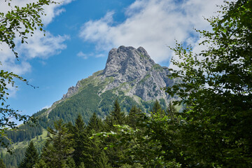 Mountain chamois head in Tannheimer valley, large landform made of gray stone, clippings of green trees in the foreground. Bavaria, Pfronten.