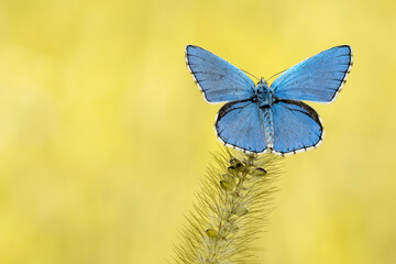 The Common blue butterfly at sunrise (polyommatus icarus)
