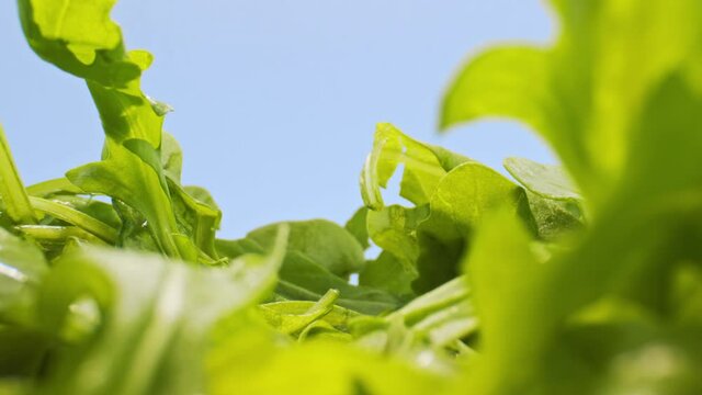 Green rucola leaves in camera motion